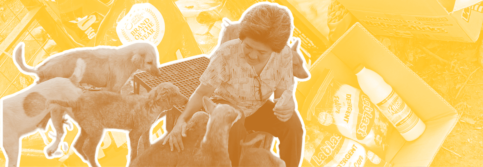 Stories of rescued animals and their transformations